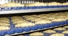 Uncooked croissants on blue friction-driven spiral conveyor belt