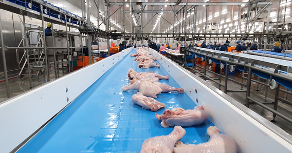 Pollo crudo en una banda transportadora ThermoDrive dentro de una planta de productos avícolas