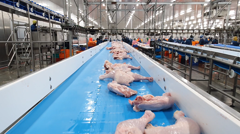 Raw chicken on a ThermoDrive conveyor belt inside a poultry plant