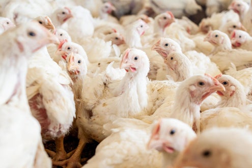 Stock photo of densely packed white chickens at a poultry farm