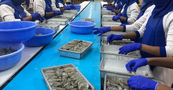 Lavoratori lungo la linea di lavorazione dei gamberetti