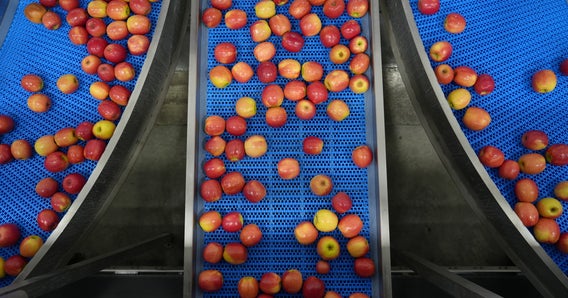 Manzanas en la banda transportadora azul serie 2400 con HDE de Intralox