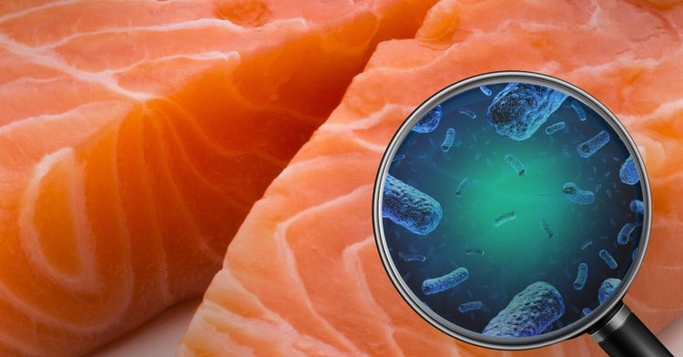 Lente de aumento que revela a Listeria em um filé de salmão