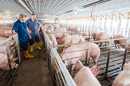 Smithfield Makes Move On Market For Pig-Human Transplants