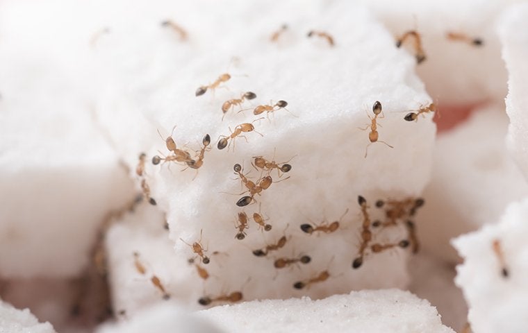 Ants on sugar cubes