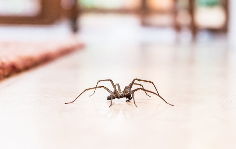 a house spider crawling on the floor of a home