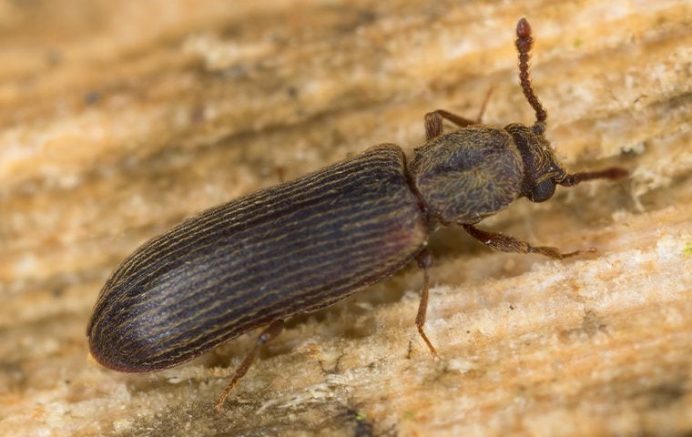 powderpost beetle up close