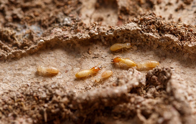 termites in a mud tunnel