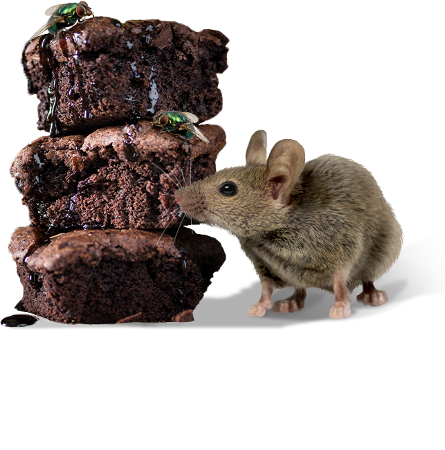 mouse with flies and brownies