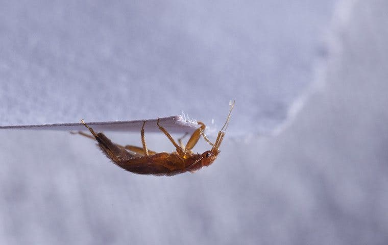 a bed bug crawling on a piece of paper