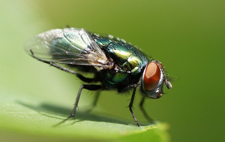 bottle fly landing on a leaf