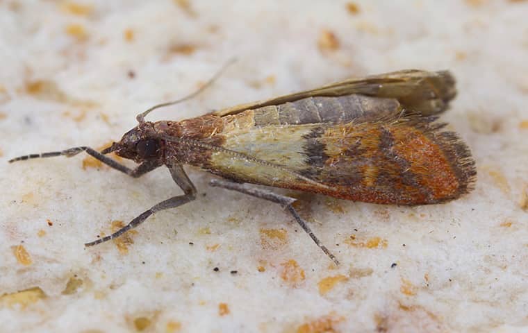 Close up of a pantry pest meal moth