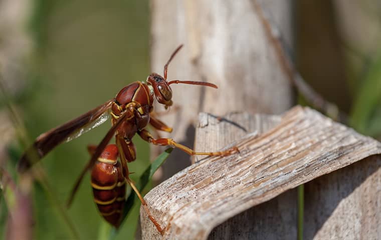 wasp on plant