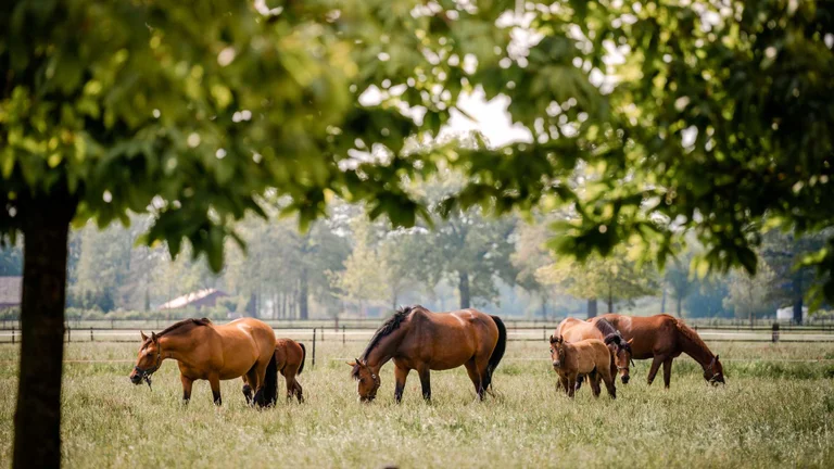 Horse grazing in a field