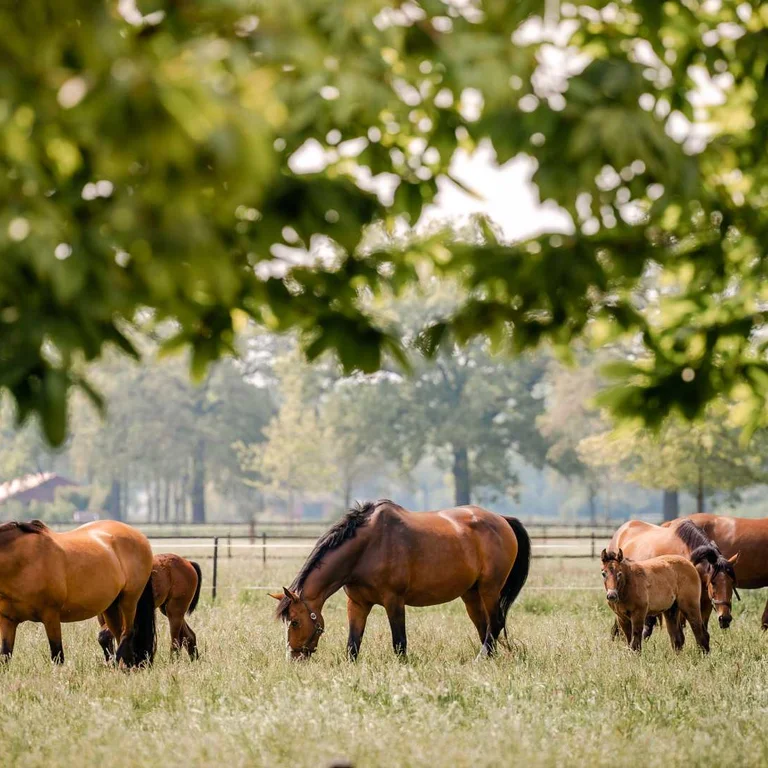 Horse grazing in a field
