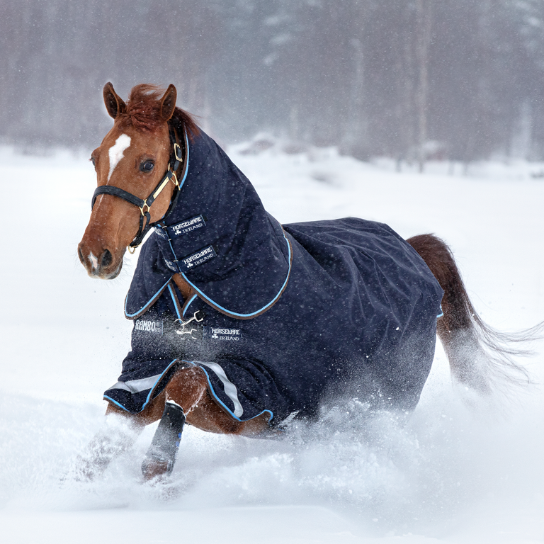Cheval courant dans la neige