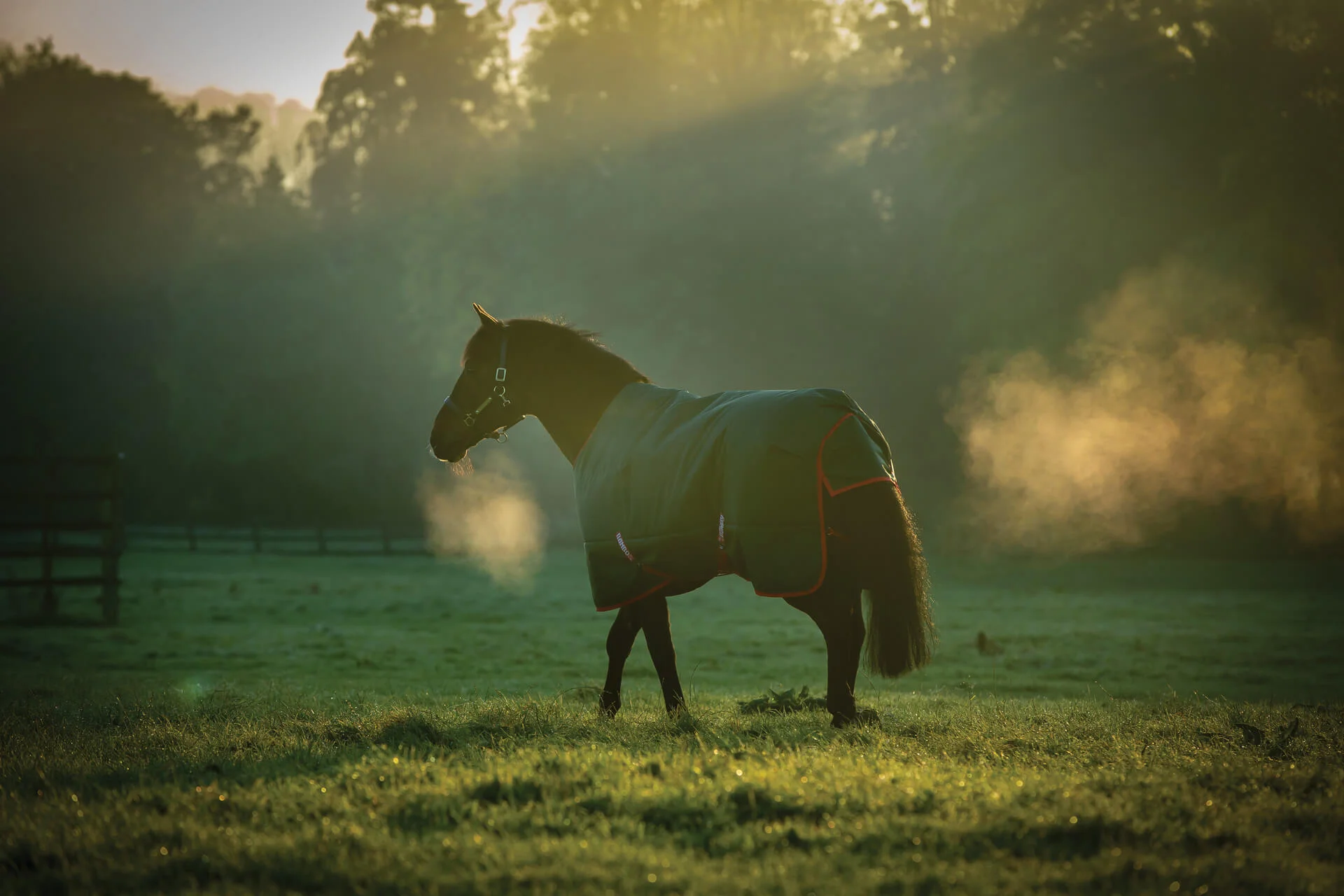 Inspirés par notre amour des Chevaux