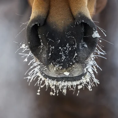 Rug Guide Part Three: Keeping your Horse Comfortable – Signs They are Too Hot & Rug Fitting Tips