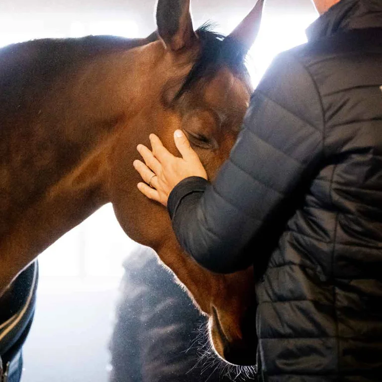Horse blanket being attached to horse