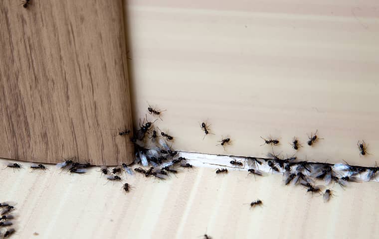 ants on bottom of a door