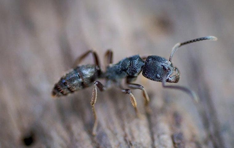 carpenter ant on log