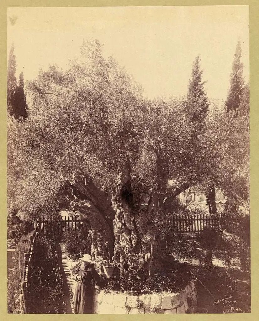 ANCIENT PALESTINIAN OLIVE TREE | AMERICAN COLONY