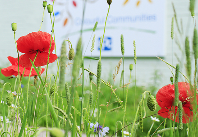 Wild Flowers in front of PPG Colorful Communities sign 