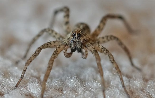 wolf spider in living room
