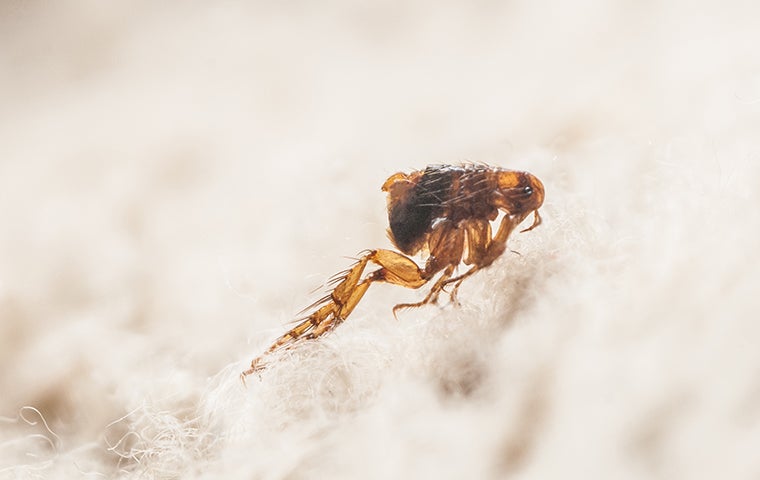 a flea jumping on a rug