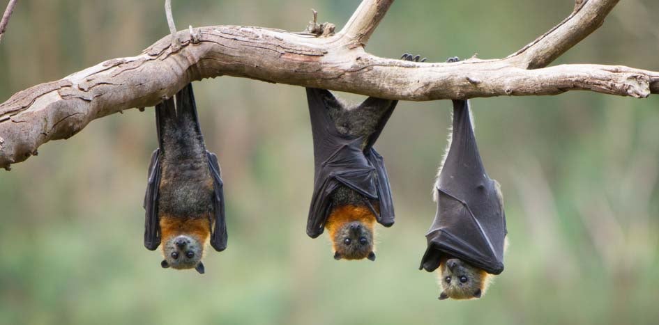Three bats hanging from tree limb