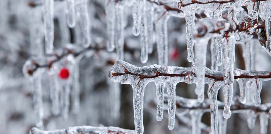 Icicles on a tree