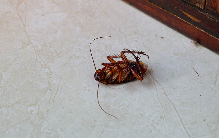 a dead cockroach