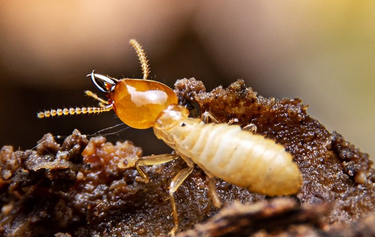 termite crawling on wood