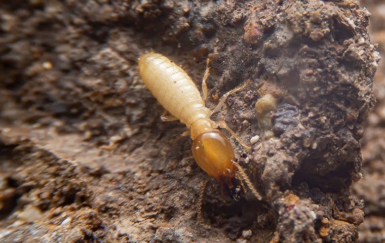 termite crawling on chewed wood