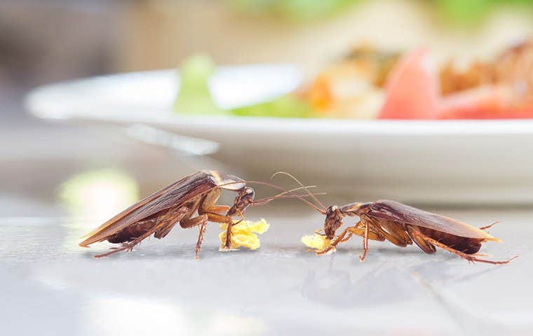 cockroaches near a dinner plate
