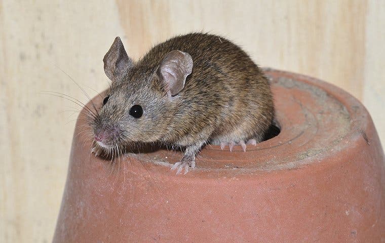 a house mouse crawling on a plant pot in a shed