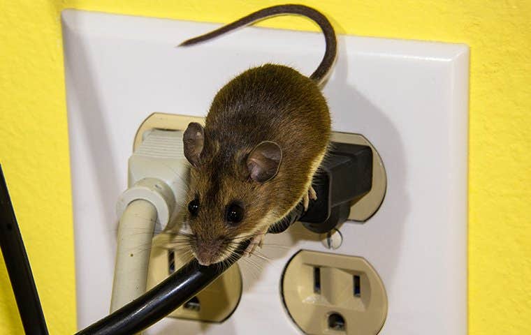 little mouse on outlets