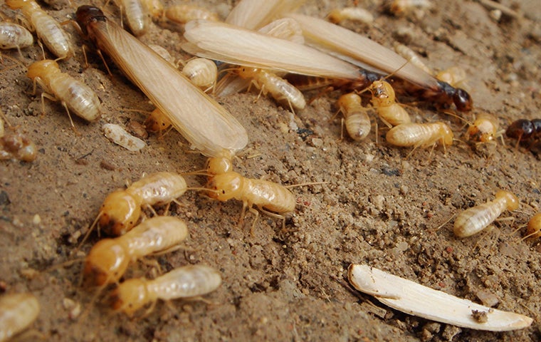 termites on the ground