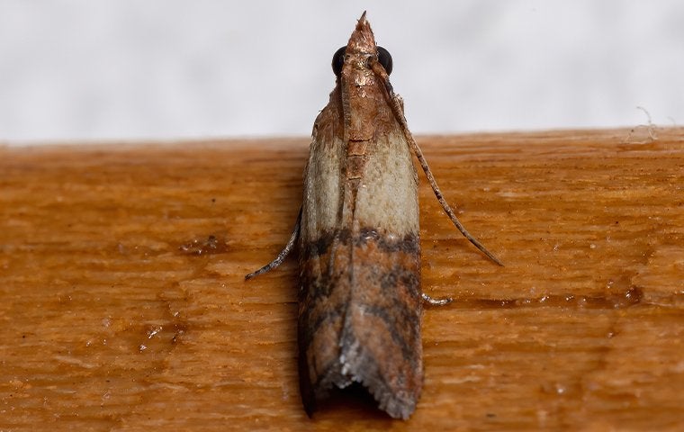pantry pest moth