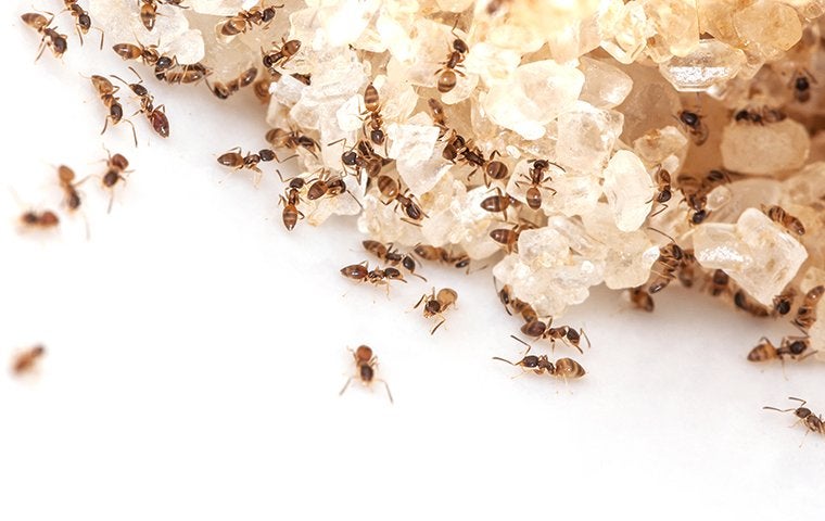 ants eating sugar