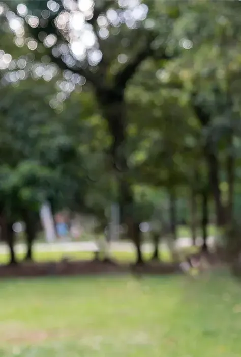 Blurred out background of a parkland