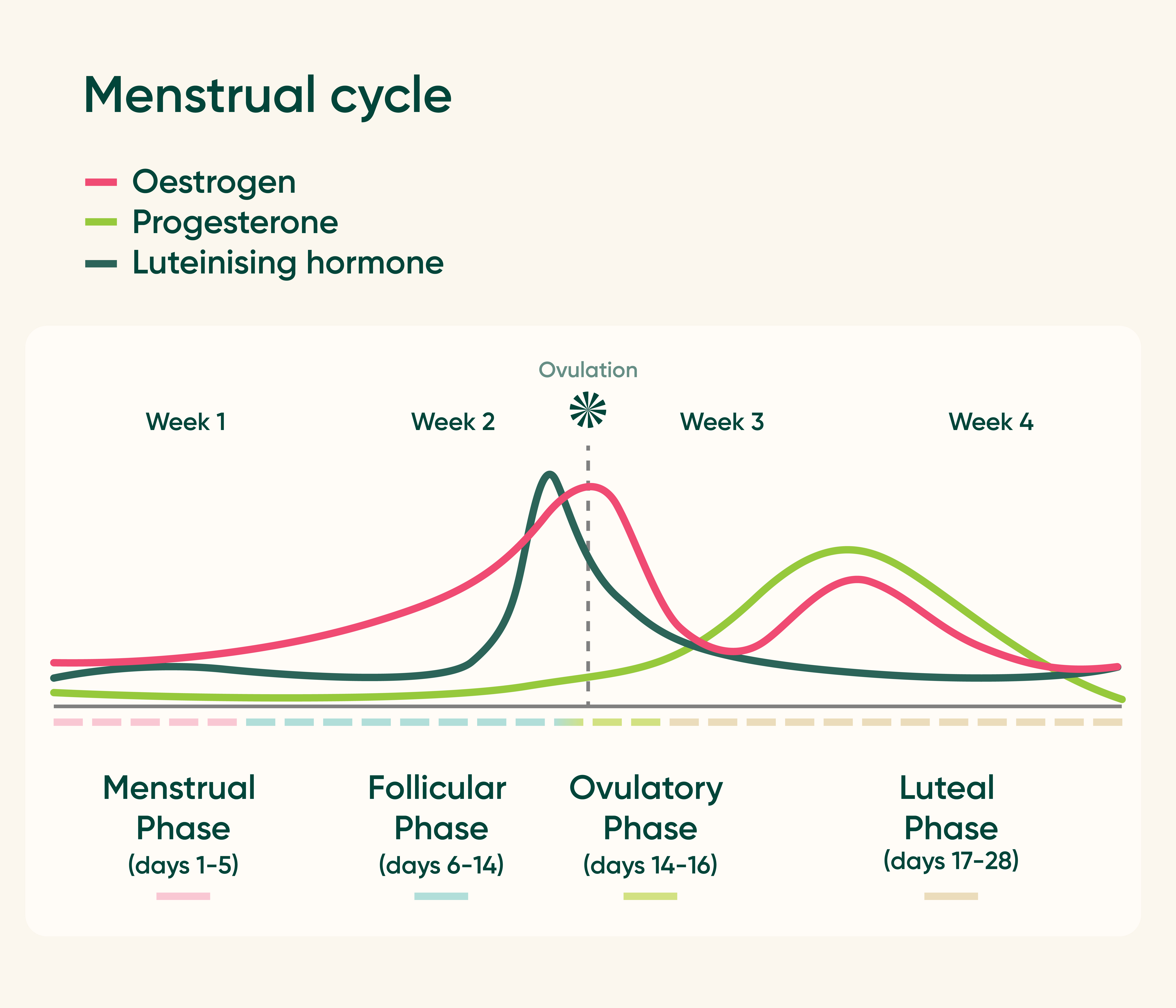 Menstrual cycle phases chart