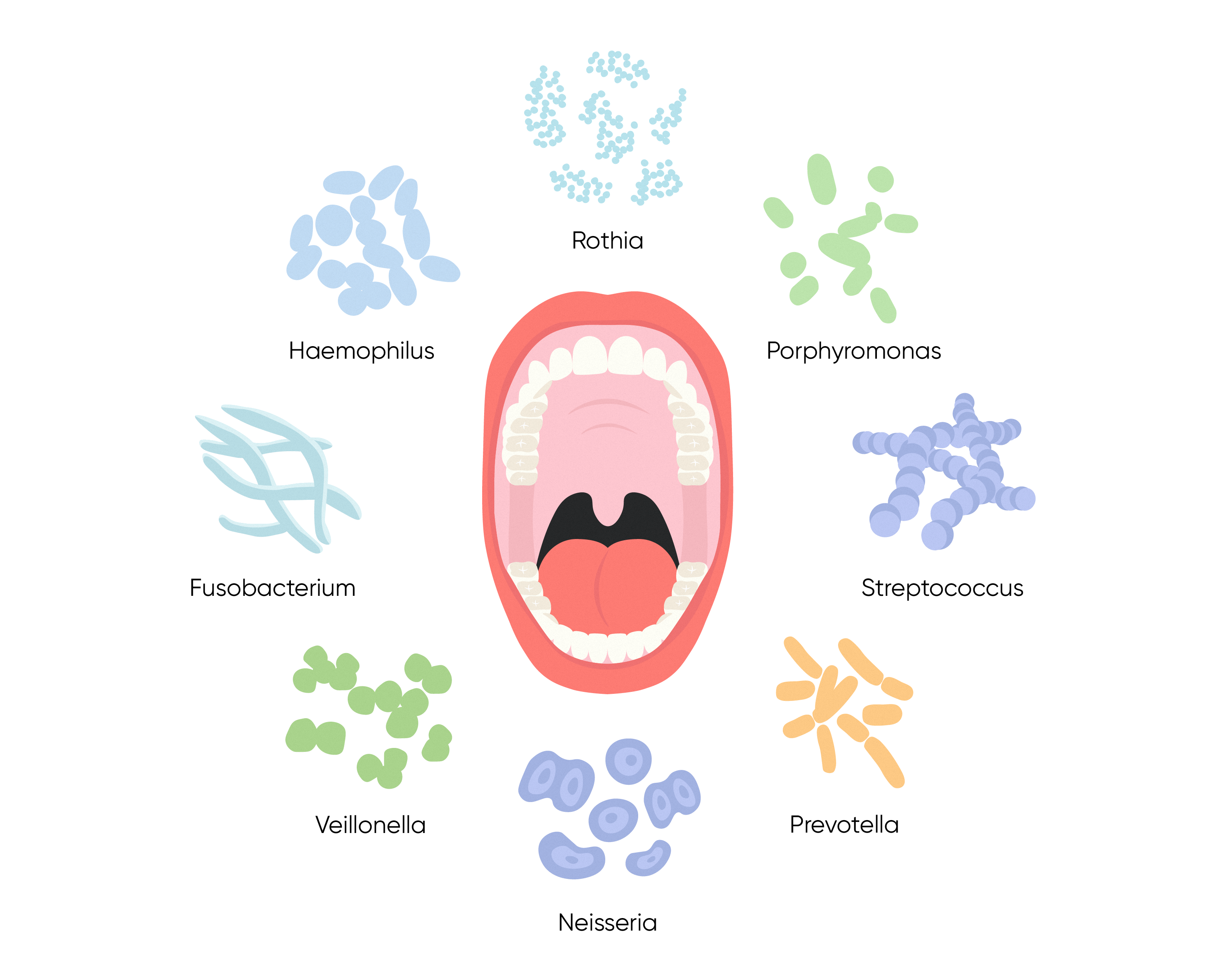 A close-up of a mouth showing the kinds of different bacteria that make up the oral microbiome.