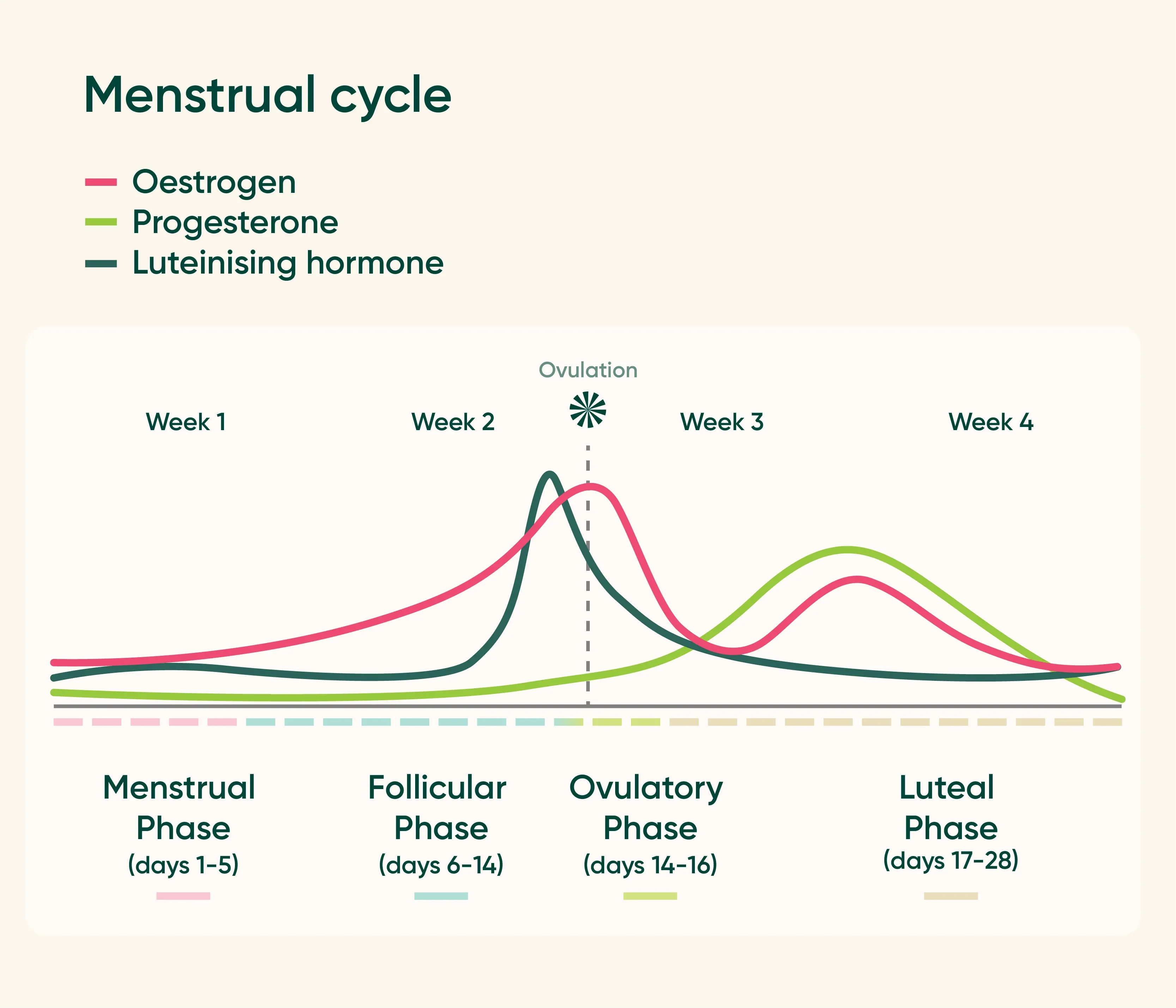 Diagram of the key hormones involved in the menstrual cycle and how they fluctuate