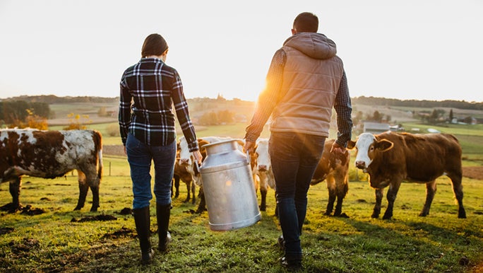 couple-feeding-cows.jpg