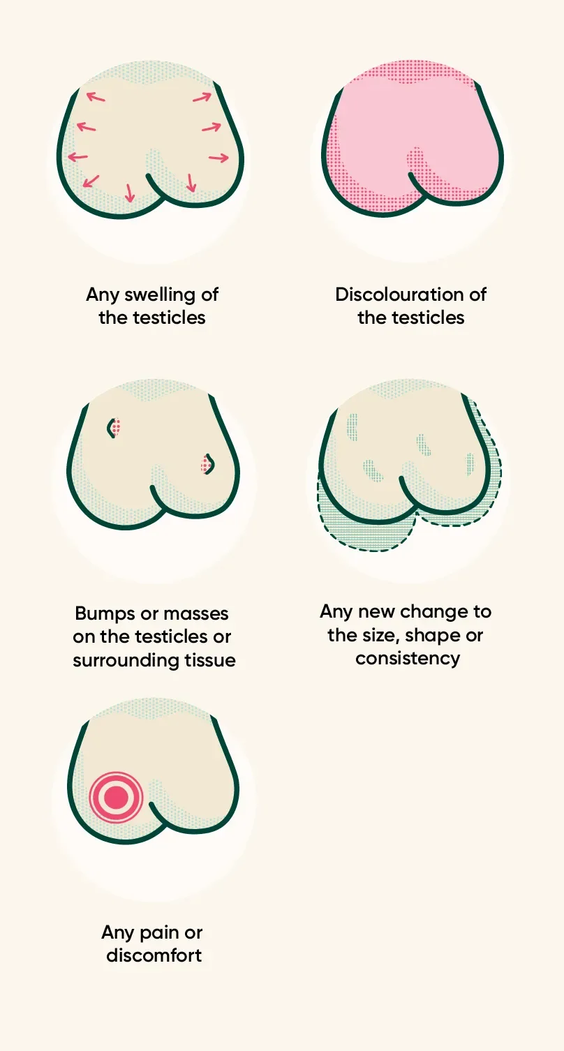 Signs to look out for when checking your testicular health
