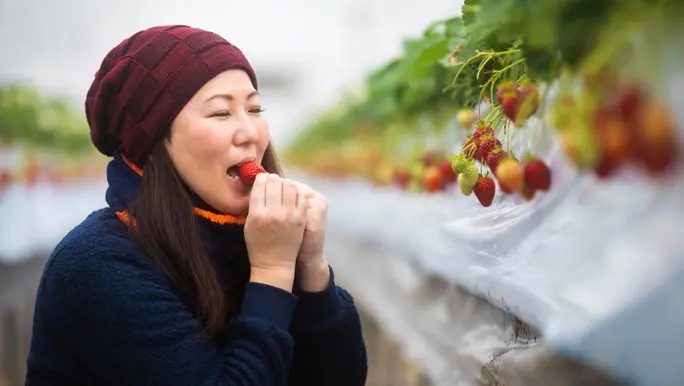 Woman eating fresh strawberries off the vine on a farm in winter