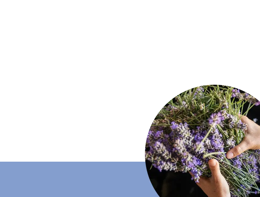 lavender