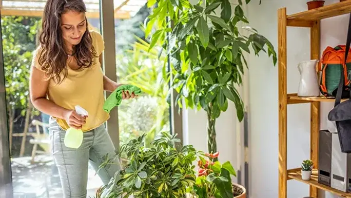 Health benefits of indoor plants 