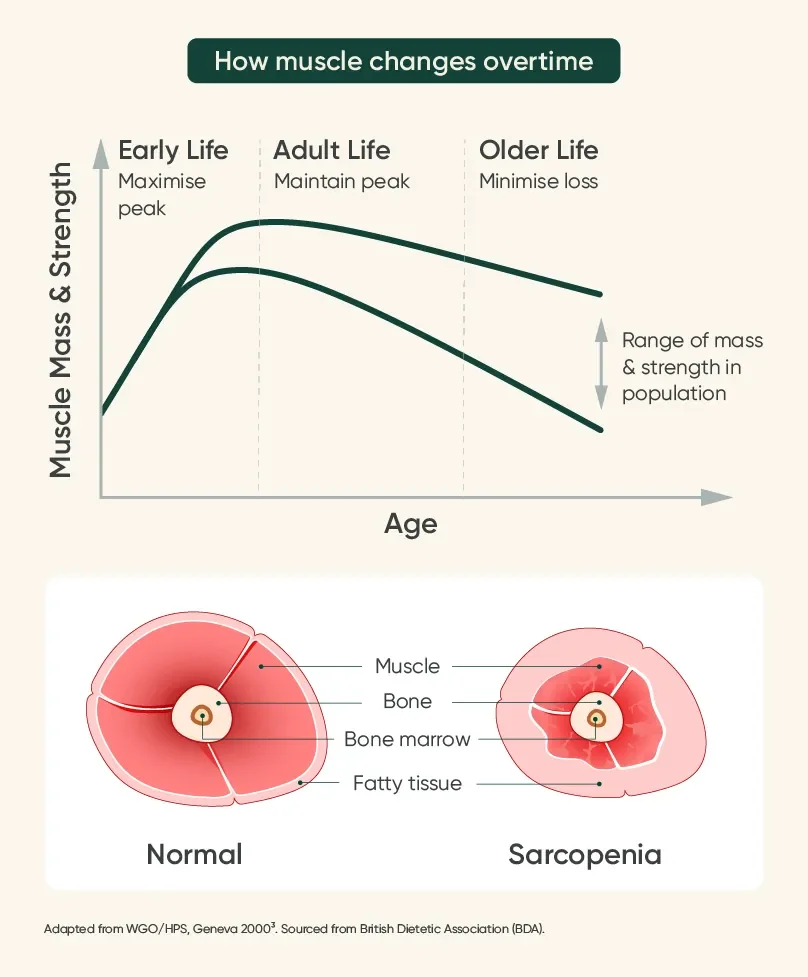 Diagram of how our muscles change as we go through life